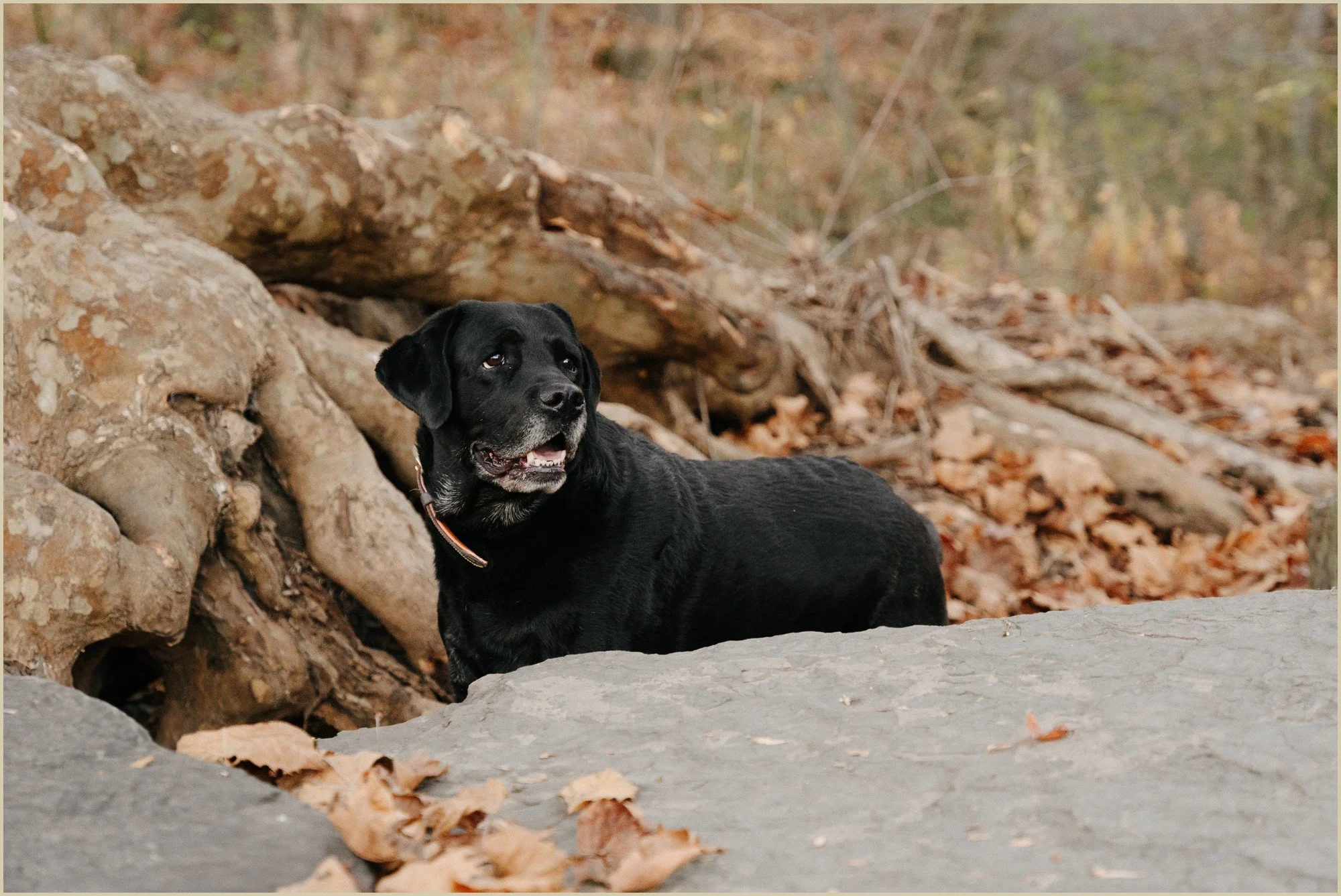 fall, mini, photo, session, bucks, county