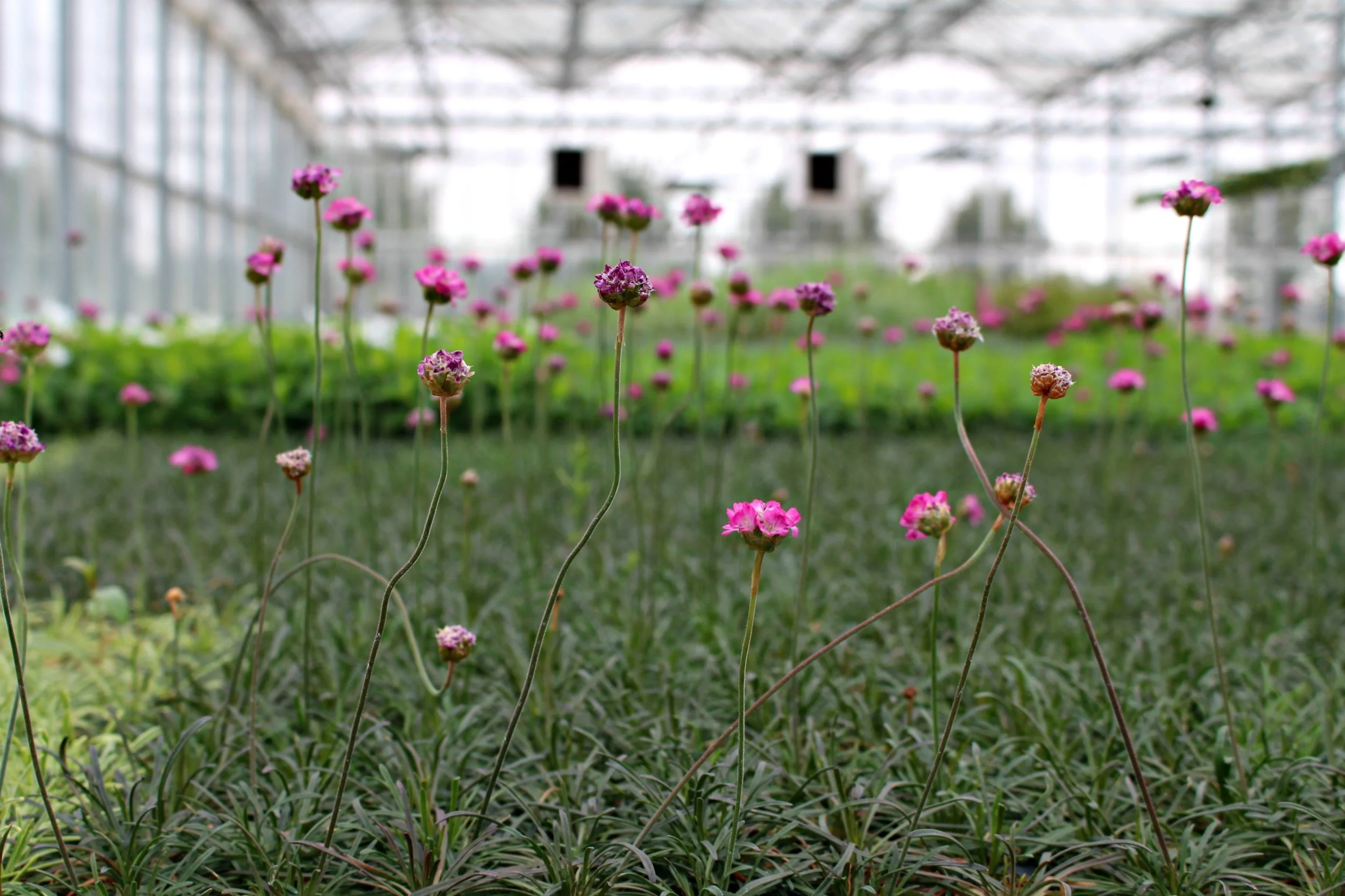 ODOE Programs Help Peoria Gardens Grow