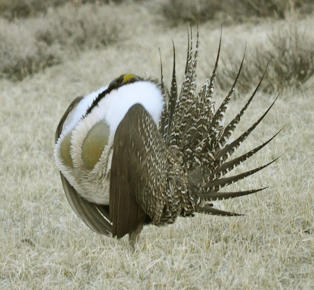 EFSC Initiates Rulemaking to Incorporate ODFW Sage-grouse Rules — Energy  Info
