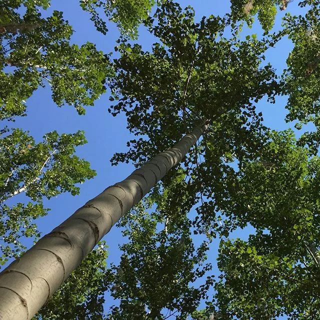 OGWC Forest Carbon Task Force to Meet December 19 in Salem