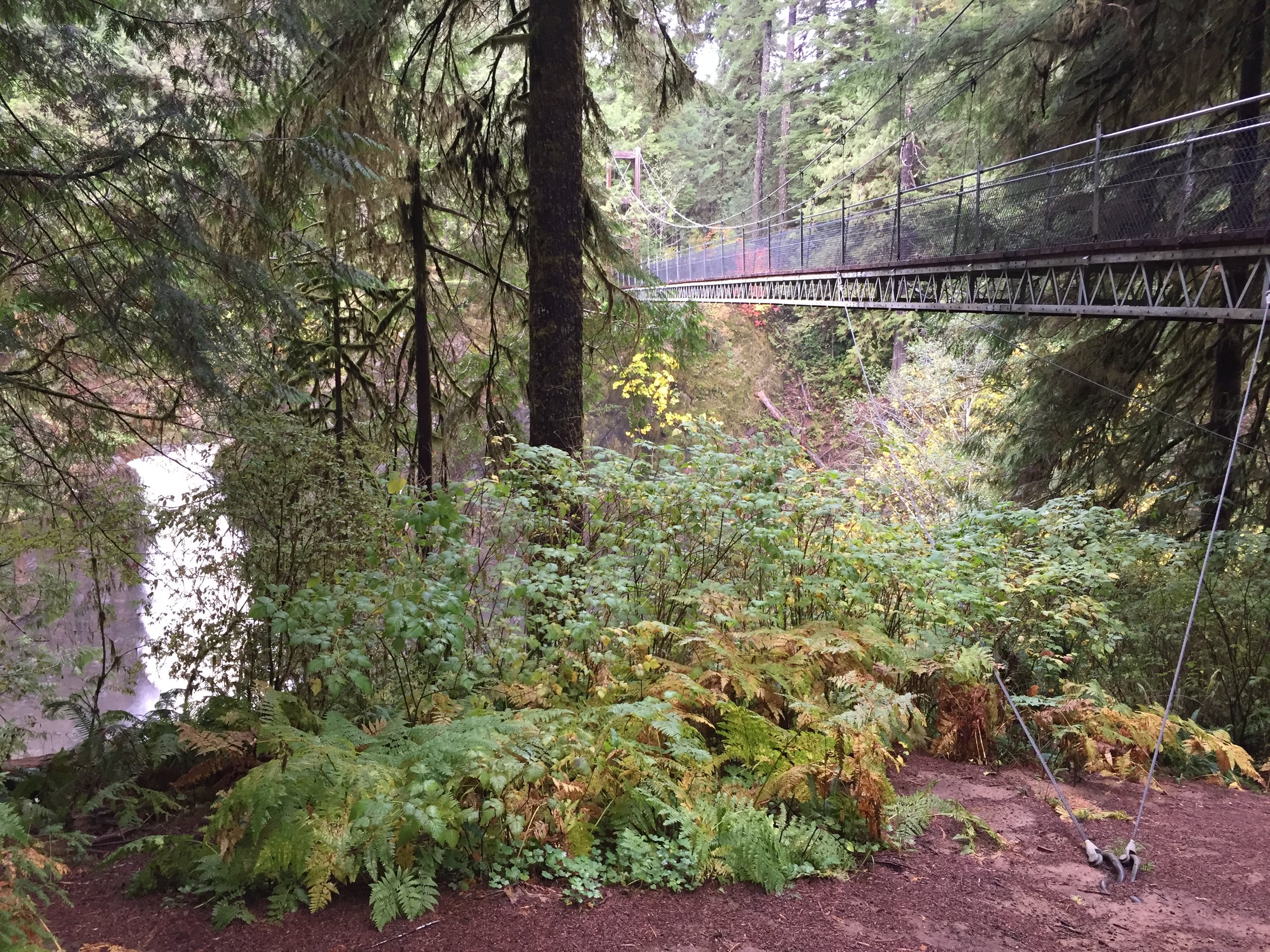Drift Creek Falls Trail.jpg
