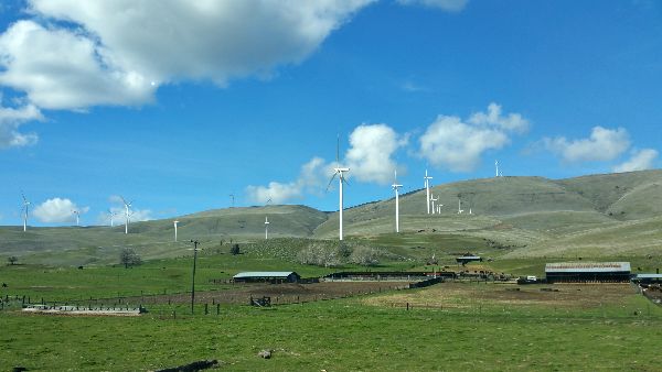 Wind Farm Cows.jpg