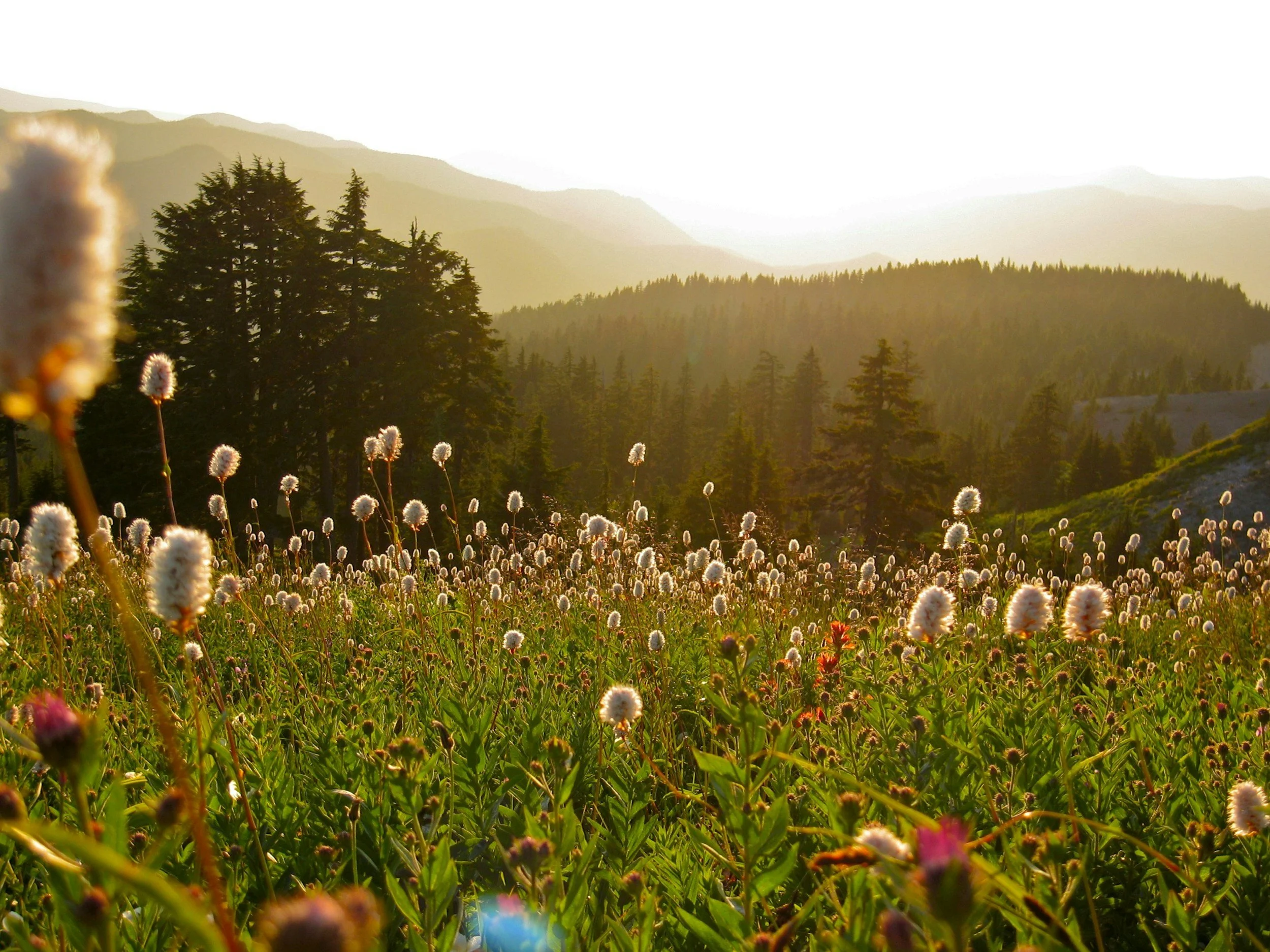 Field of flowers in Oregon.