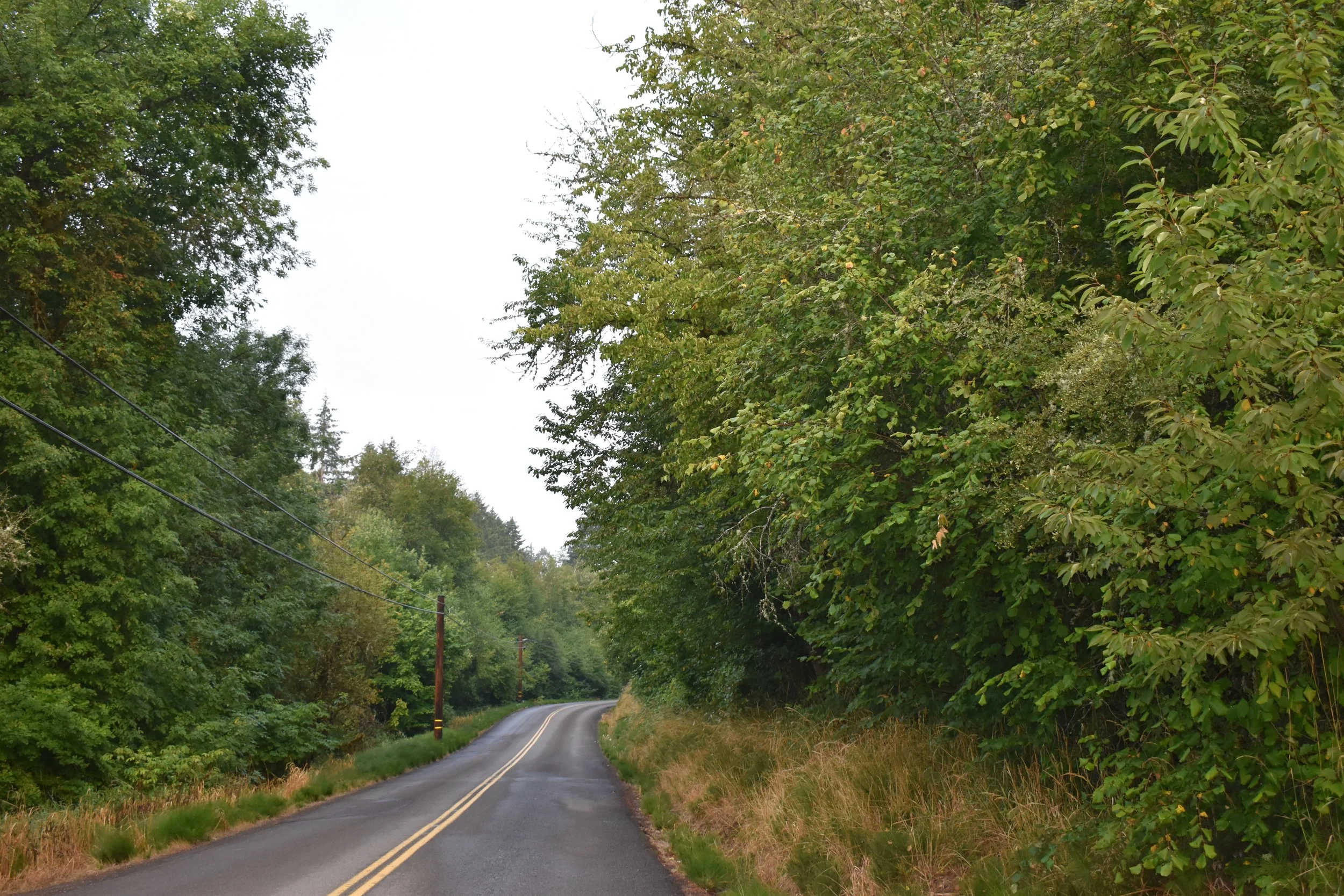  A two-lane road curving through a heavily vegetated area with utility poles and lines running along the left shoulder. 