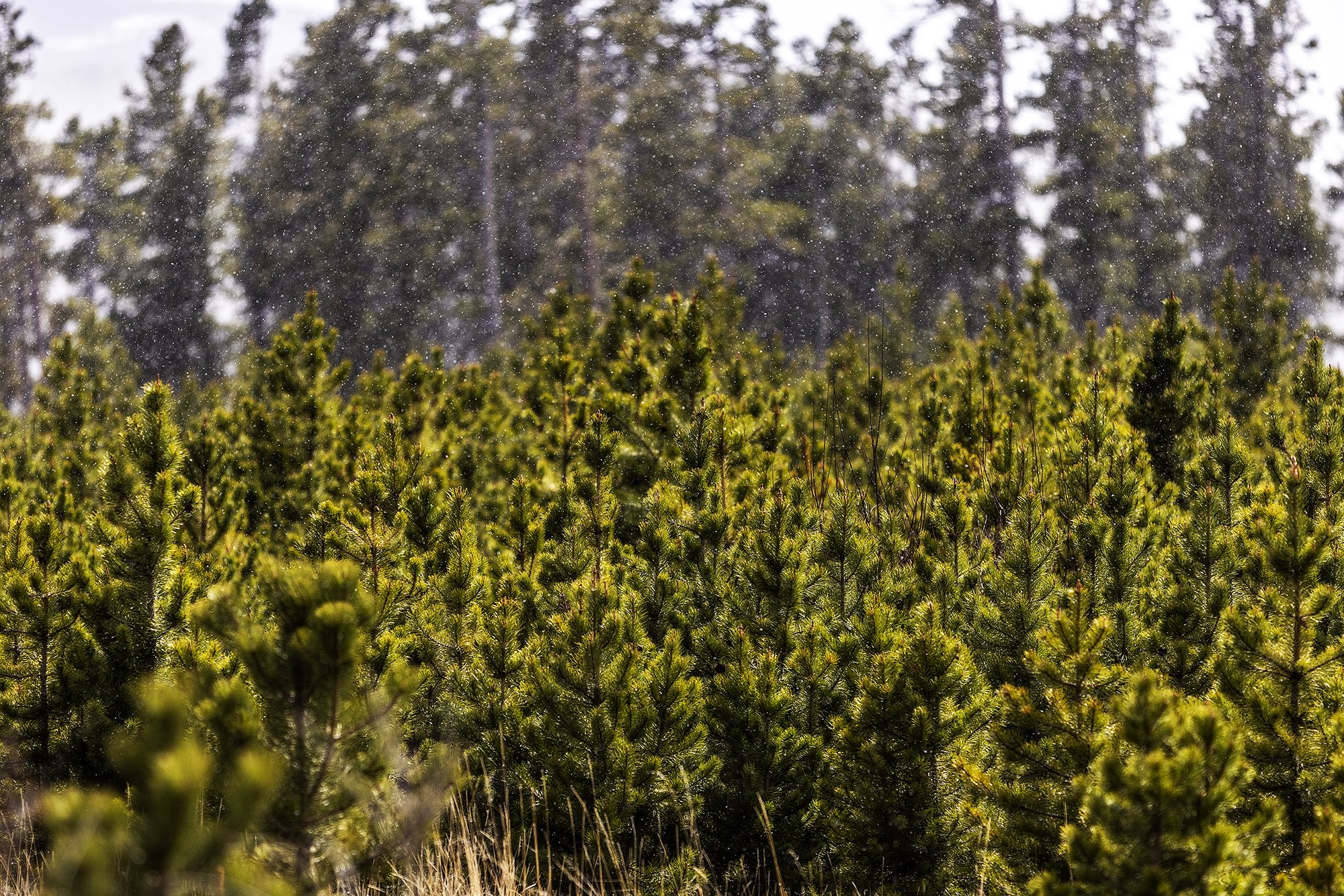 morahan_visuals_outside_tv_kia_telluride_24870.jpg