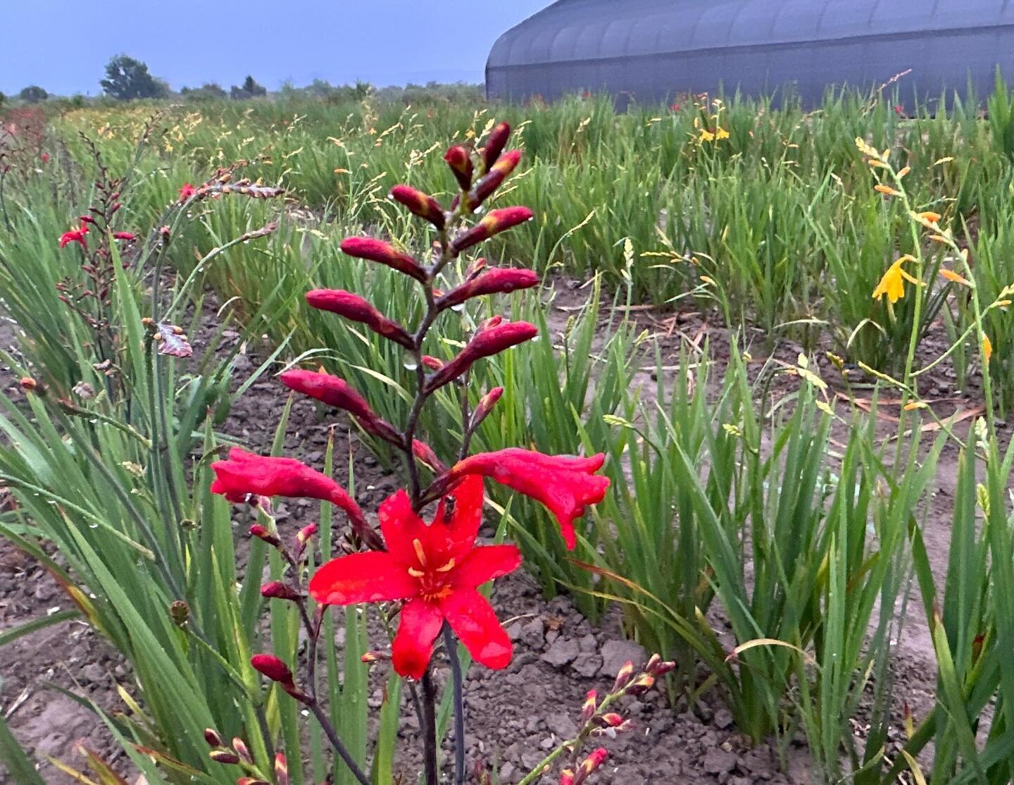 As the tulips poke through ground in the tunnel looking for Easter, and I panic order to get what I want for spring 2025.. I was looking for a favorite flower picture from last year. Couldn&rsquo;t find one. So here&rsquo;s a few.  #oningsamerica #ja