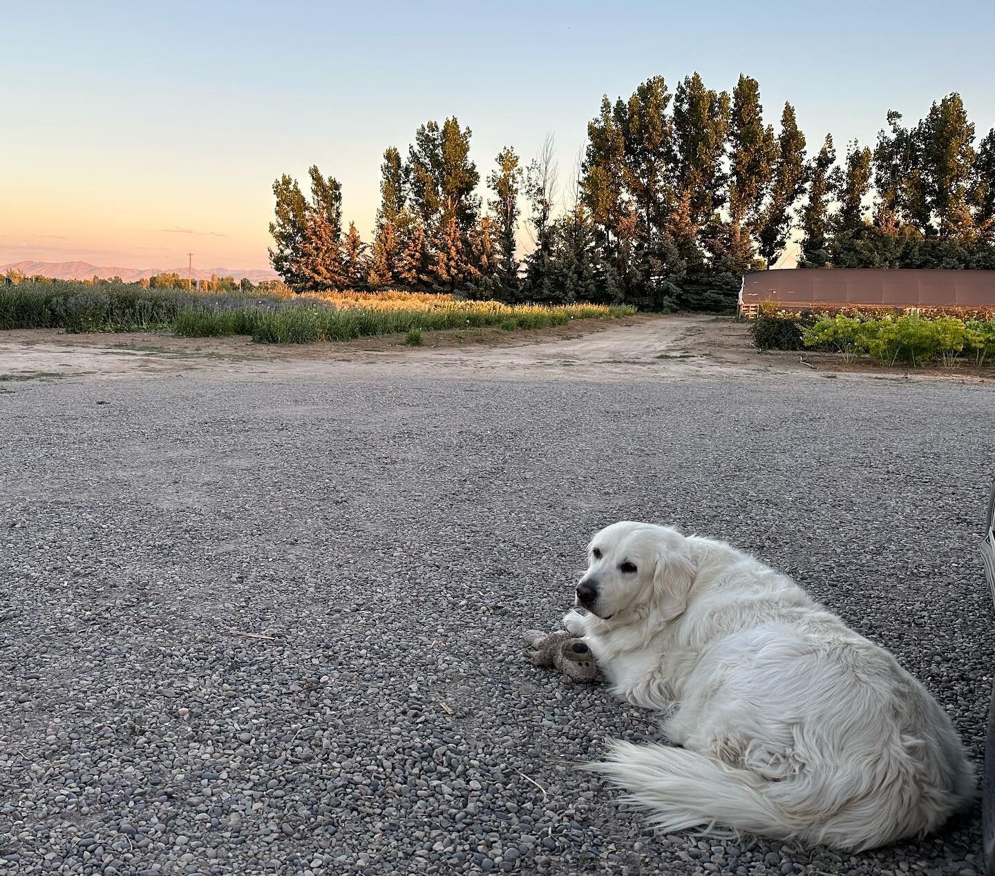 Just Bryce, saving souls, comforting harvesters in The early morning hours, and protecting flowers from vermin (sometimes at the the cost of flowers themselves)  Since 2017. I think he has each skill mastered (except perhaps the vermin). #ohbrycieboy