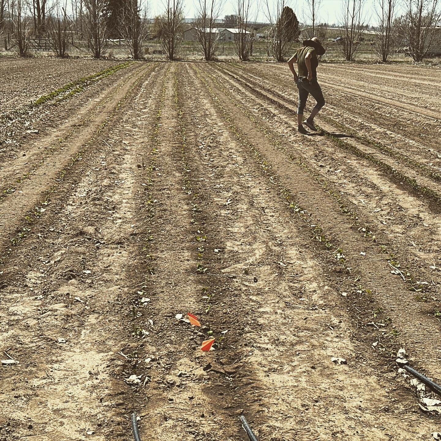 What do you do after a long day, after a long spring delay when your tired from planting 10,000 plugs? You go inside  and play with flowers and roast coffee while listening to 1960s French pop music. #letscolortheworld #oningsamerica #tulips #jackson