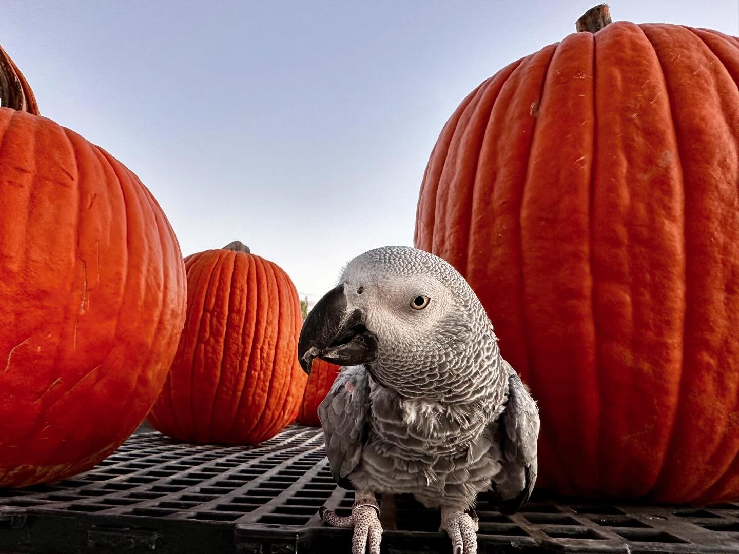 Punkins&hellip;every moment of fall is appreciated!