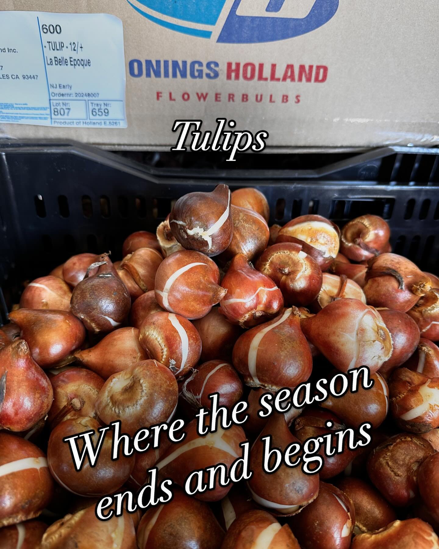 The best tulip bulbs come from @oningsamerica this is our 5th year ordering from them.  We have visited their facilities and seen the tulip and daffodil fields and know they do the best job that can be done. Thank you @henk_onings and all the rest of