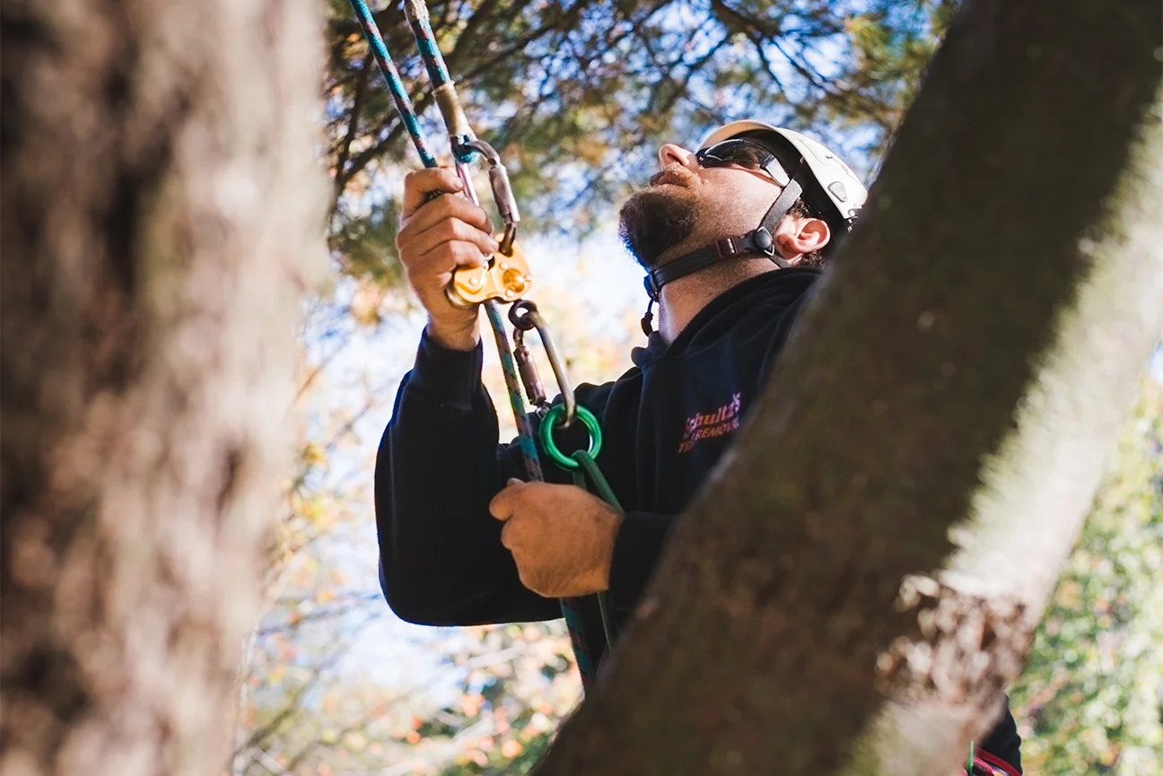 Professional Tree Climber Lexington Michigan .jpg