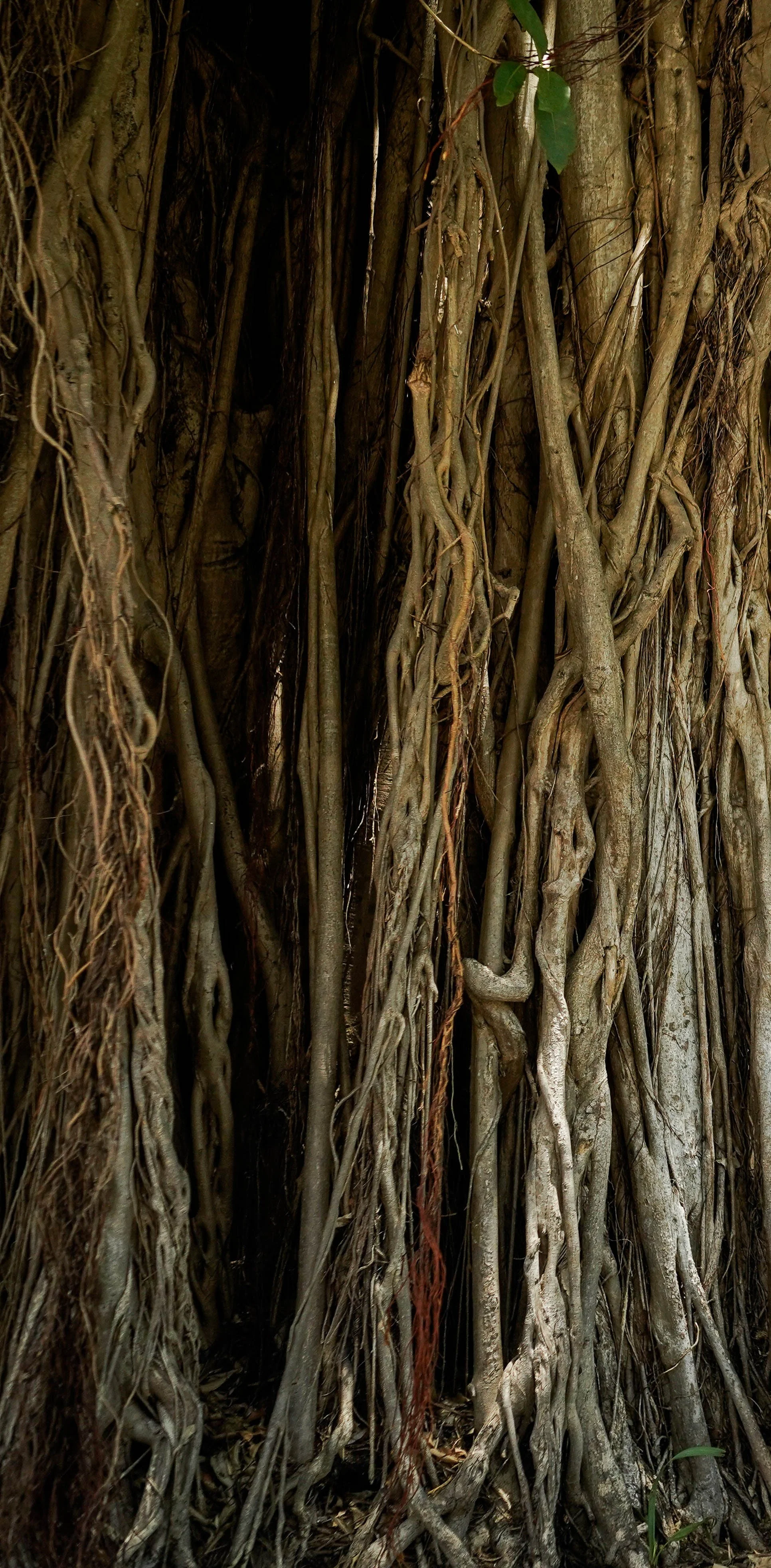 Web_Banyan.JPG
