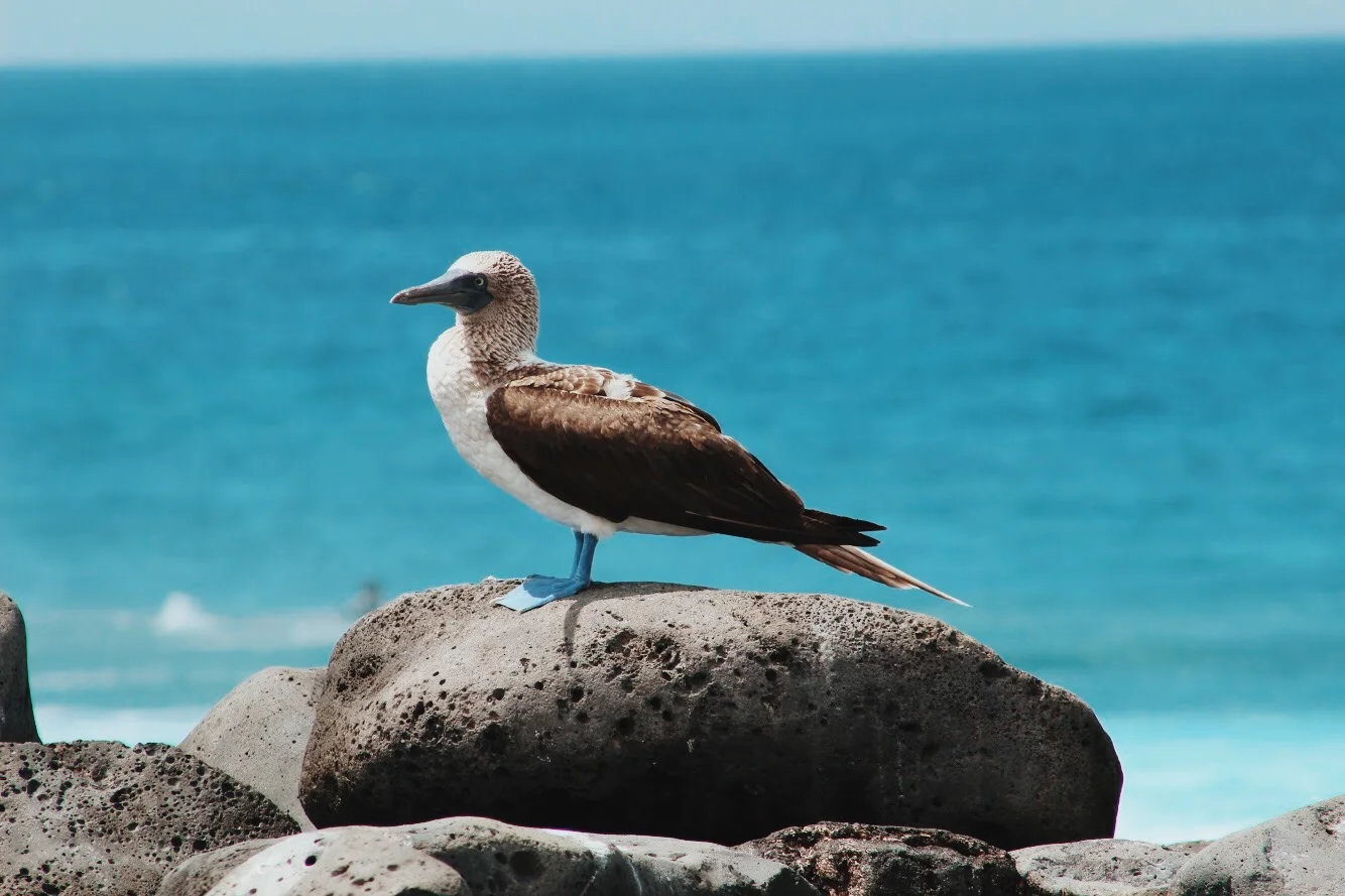 A DIY TRIP TO THE GALAPAGOS… ON A BUDGET