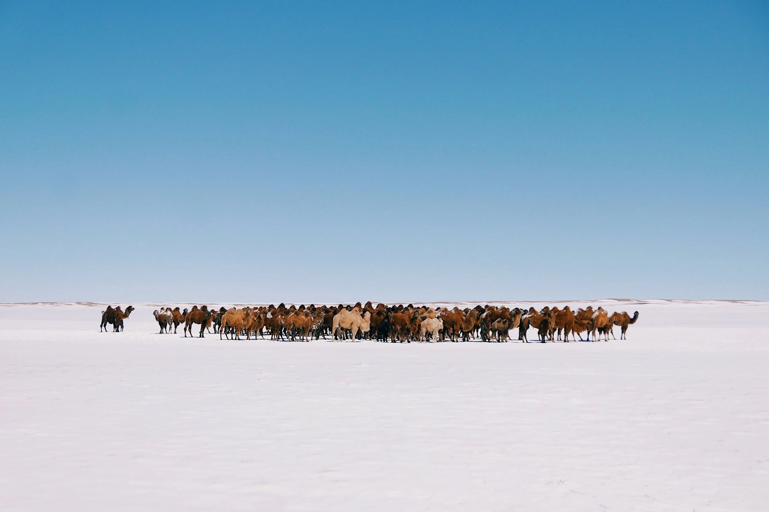 EVERYTHING YOU NEED TO KNOW BEFORE TRAVELLING TO MONGOLIA