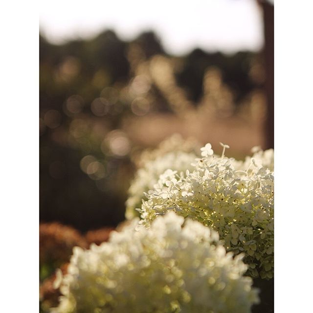 Hot summers in France.
.
For us, coming home in the summer means both the leafy greens of Oxfordshire, and the dusty golds of Southern France #lucky.
.
My parents run a somewhat open house in August. Friends &amp; family pass through or pop down; a c