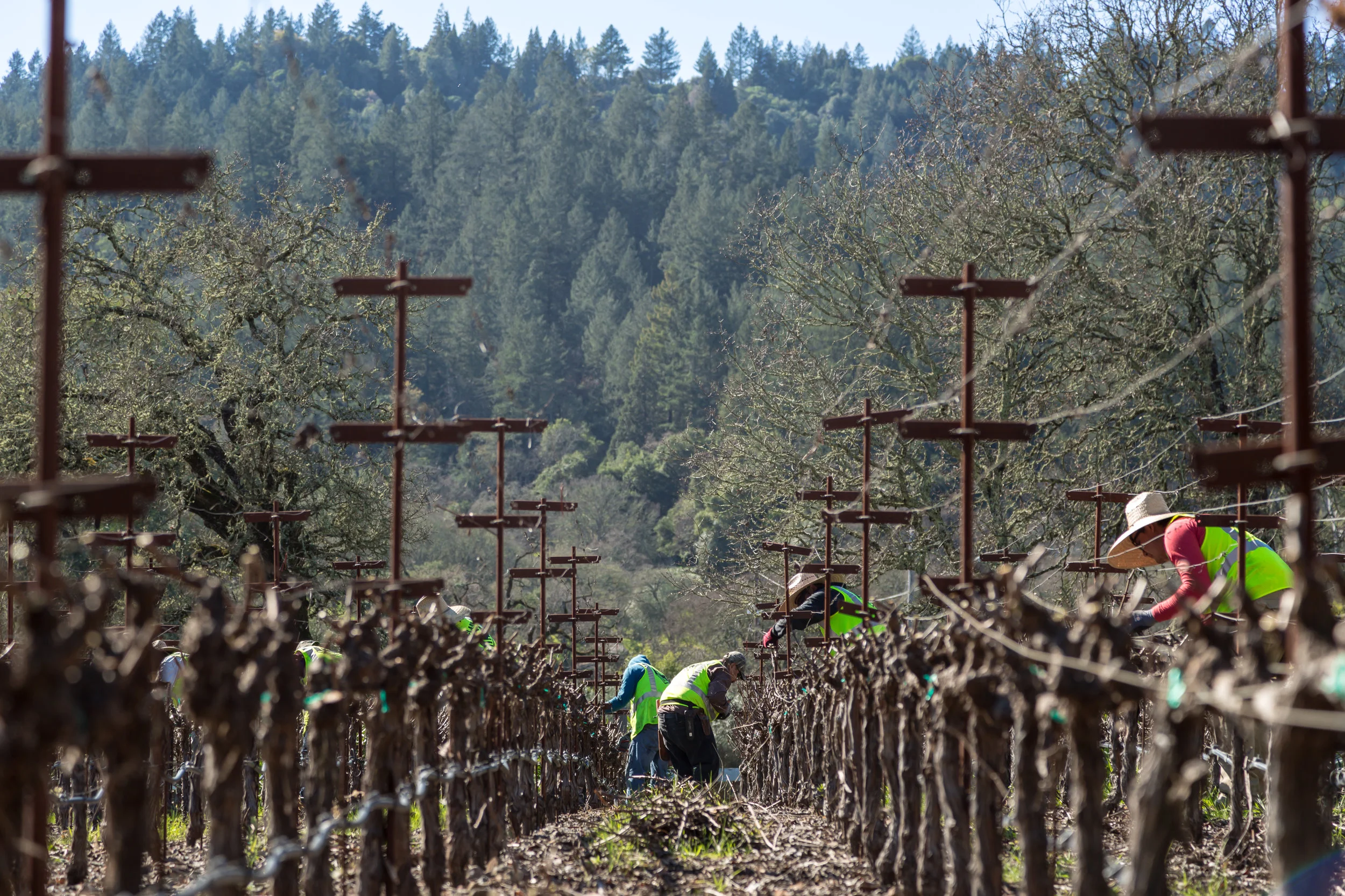 Hourglass Vineyard Pruning-4967.jpg