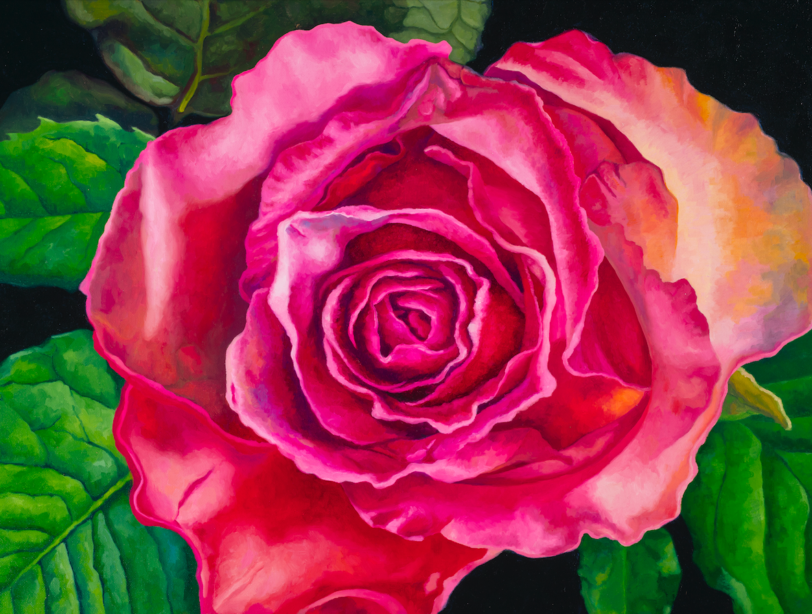 Rose #2 Oil on wrapped canvas 18" h x 24" w x 1.5" d *Framed in Aluminum Floating Frame Contact artist to purchase