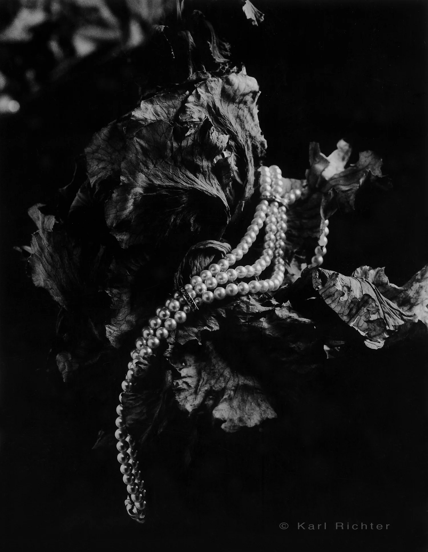 Pearls on Japanese Cabbage