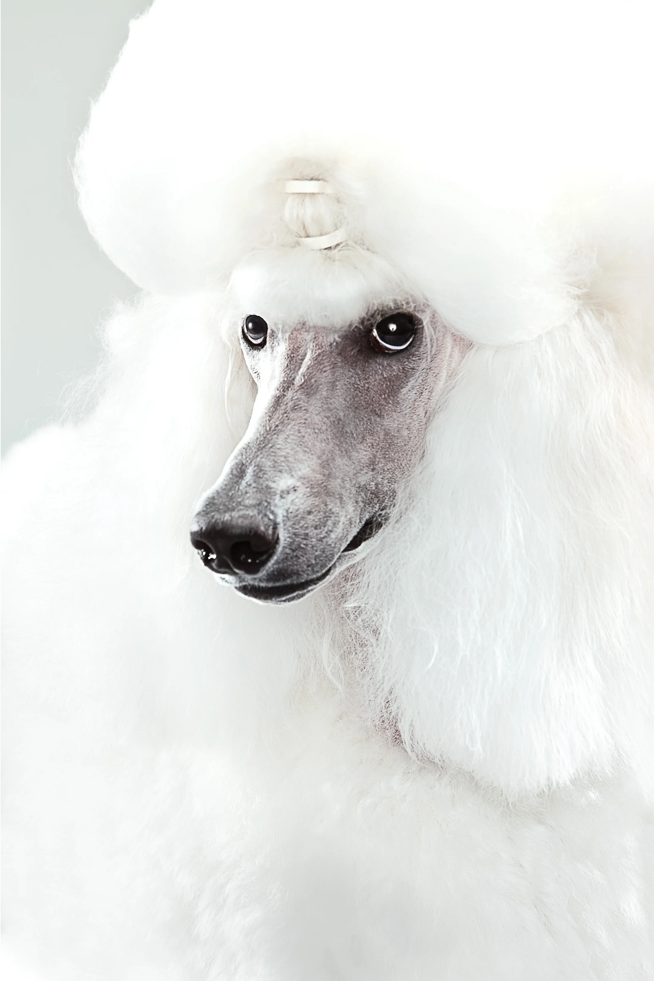WHITE_POODLE_CLOSEUP.jpg