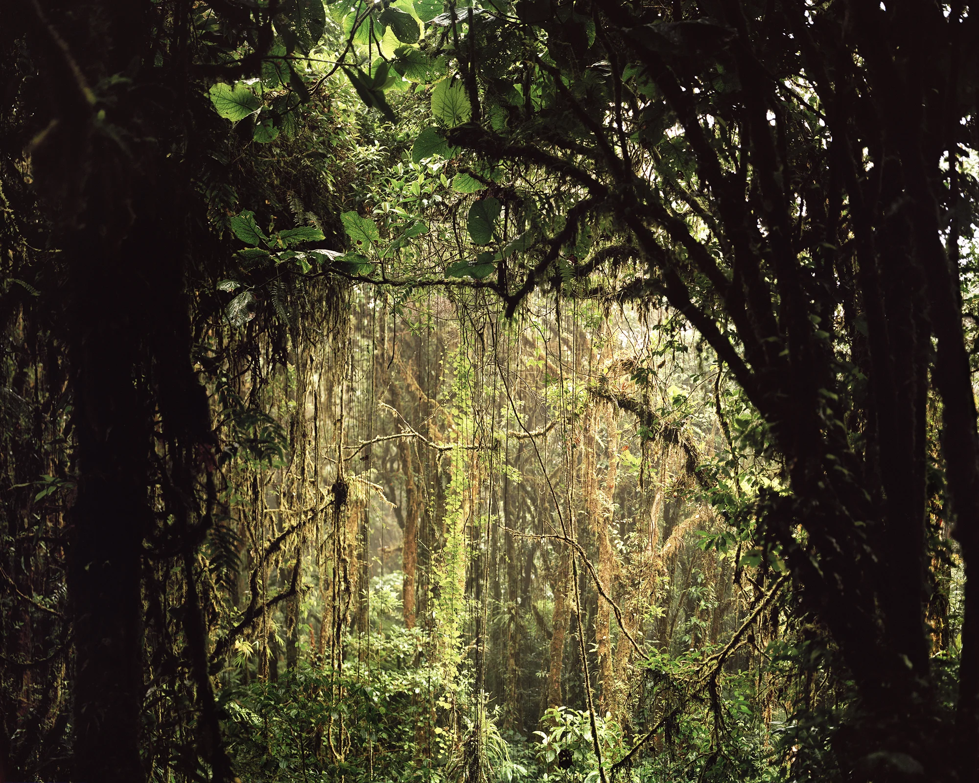 Disrupted Ecosystems XXI: Monte Verde Cloud Forest, Costa Rica, 2006. Archival pigment print, 40” x 50”