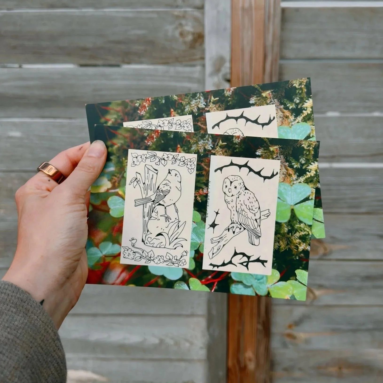 two birds + clovers postcard