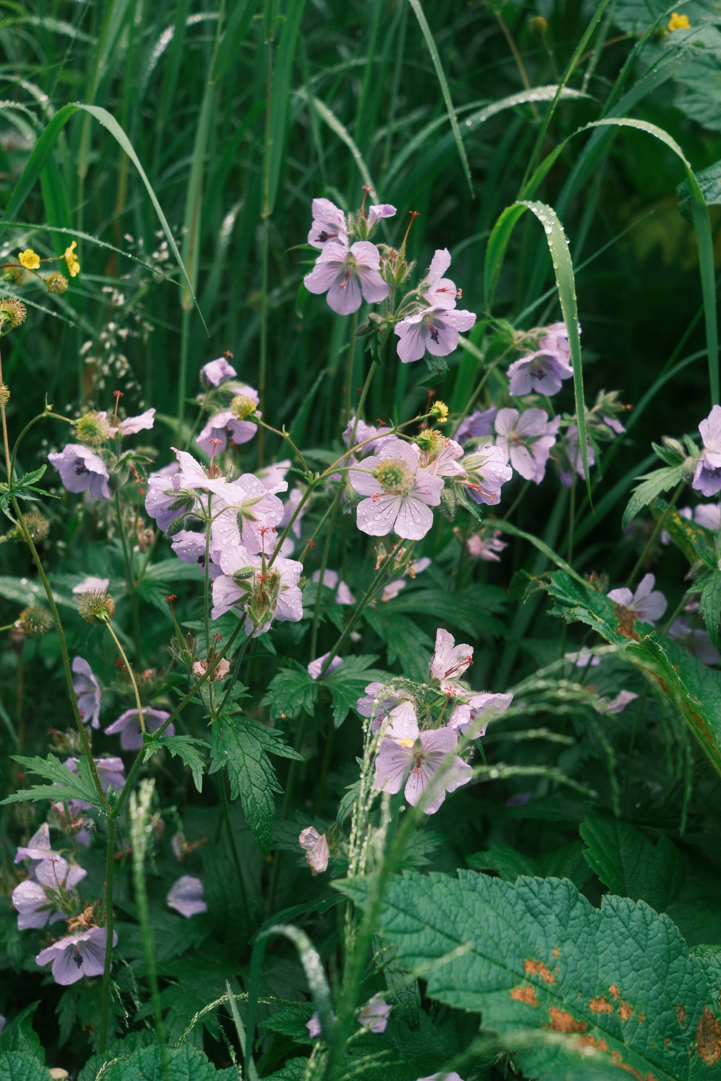 DSCF0770.JPG