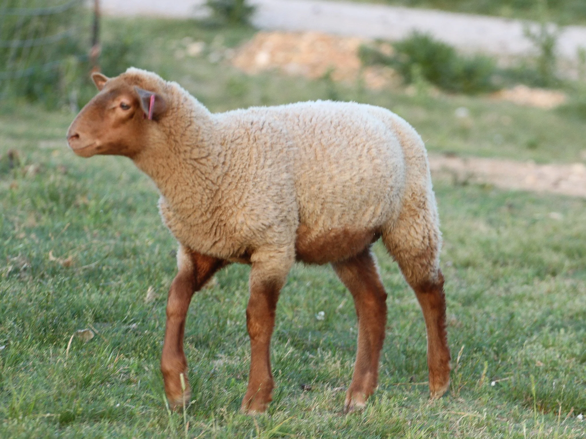Tunis ram lamb