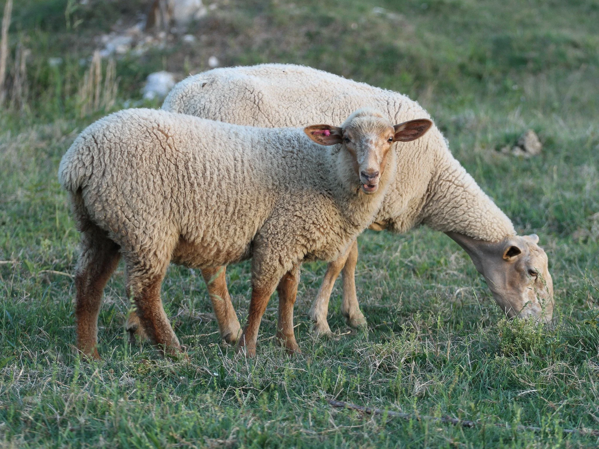 Tunix Cheviot cross ewe lamb