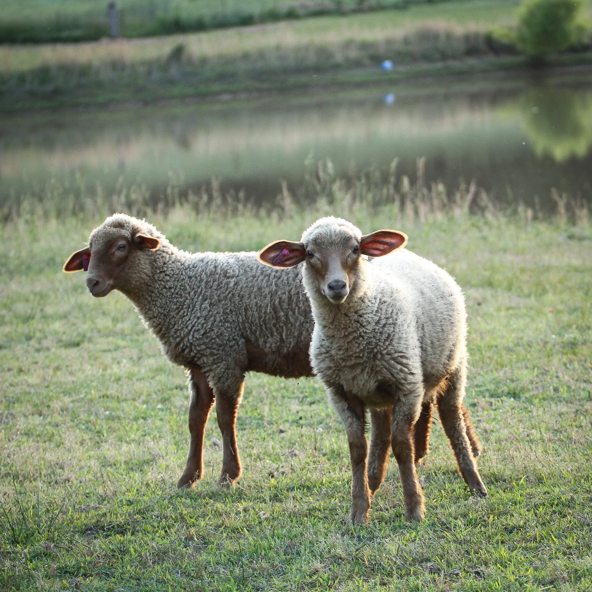 Tunis ewe lambs