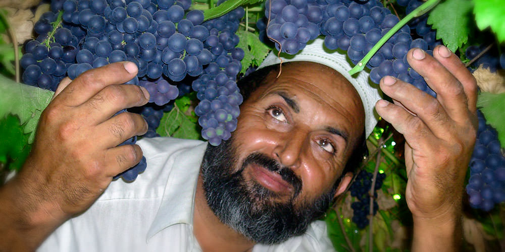 Grape-Trellising-Afghanistan-Farmer-Roots-of-Peace-ROP-vineyard-agriculture.jpg