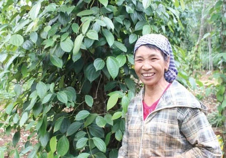 Her name is Nguyen Thi Minh – a single mother. She lives in Tan Duc Village, Vinh Hien Commune, Vinh Linh District, Quang Tri Province. The family situation is difficult, but she has successfully fulfilled the duties of a mother, a gentle wife, a good neighbor and a pioneer member of the pepper Club. Mrs. Minh accepted the difficulty of raising 4 children to study. When the family is less hard, the children grow up, she is still lonely.