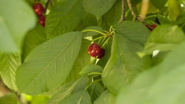 Increasing Demand for Afghan Cherries at Home and Abroad