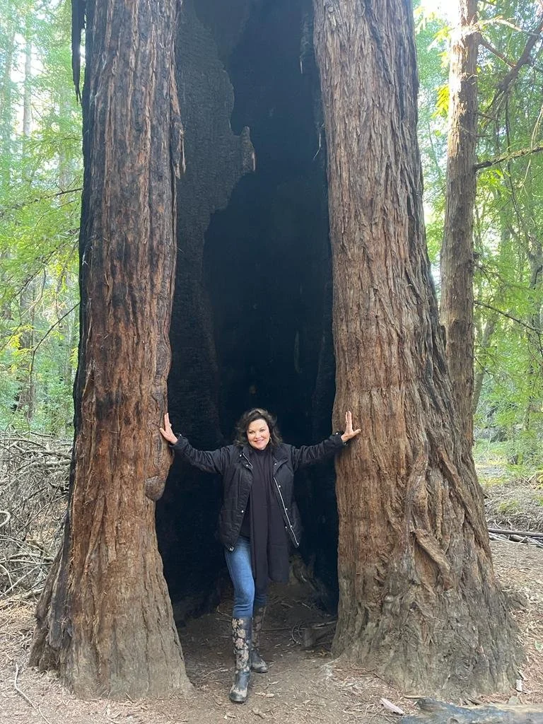 77th Anniversary Of Original Un Delegates In Muir Woods, Marin County, California