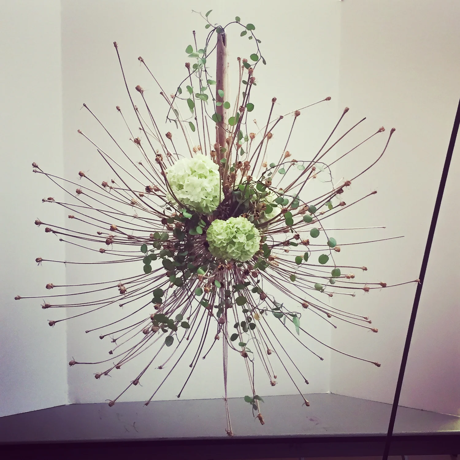 Allium schubertii, viburnum, muehlenbeckia