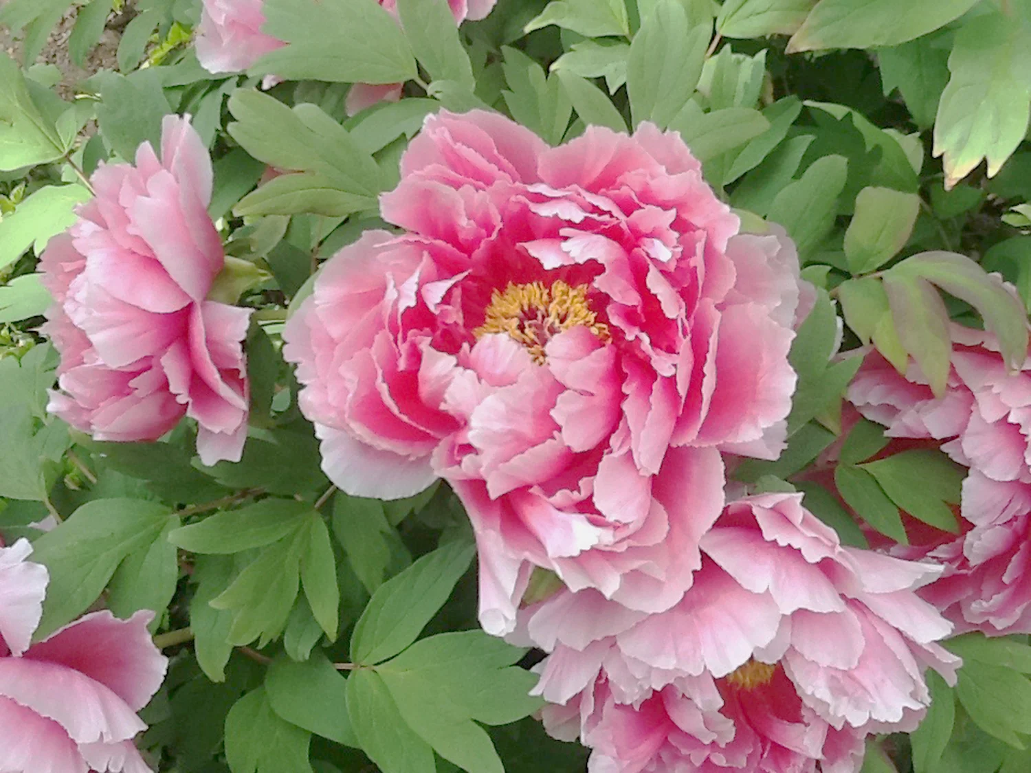 peonies-for-banner-2-edit.jpg