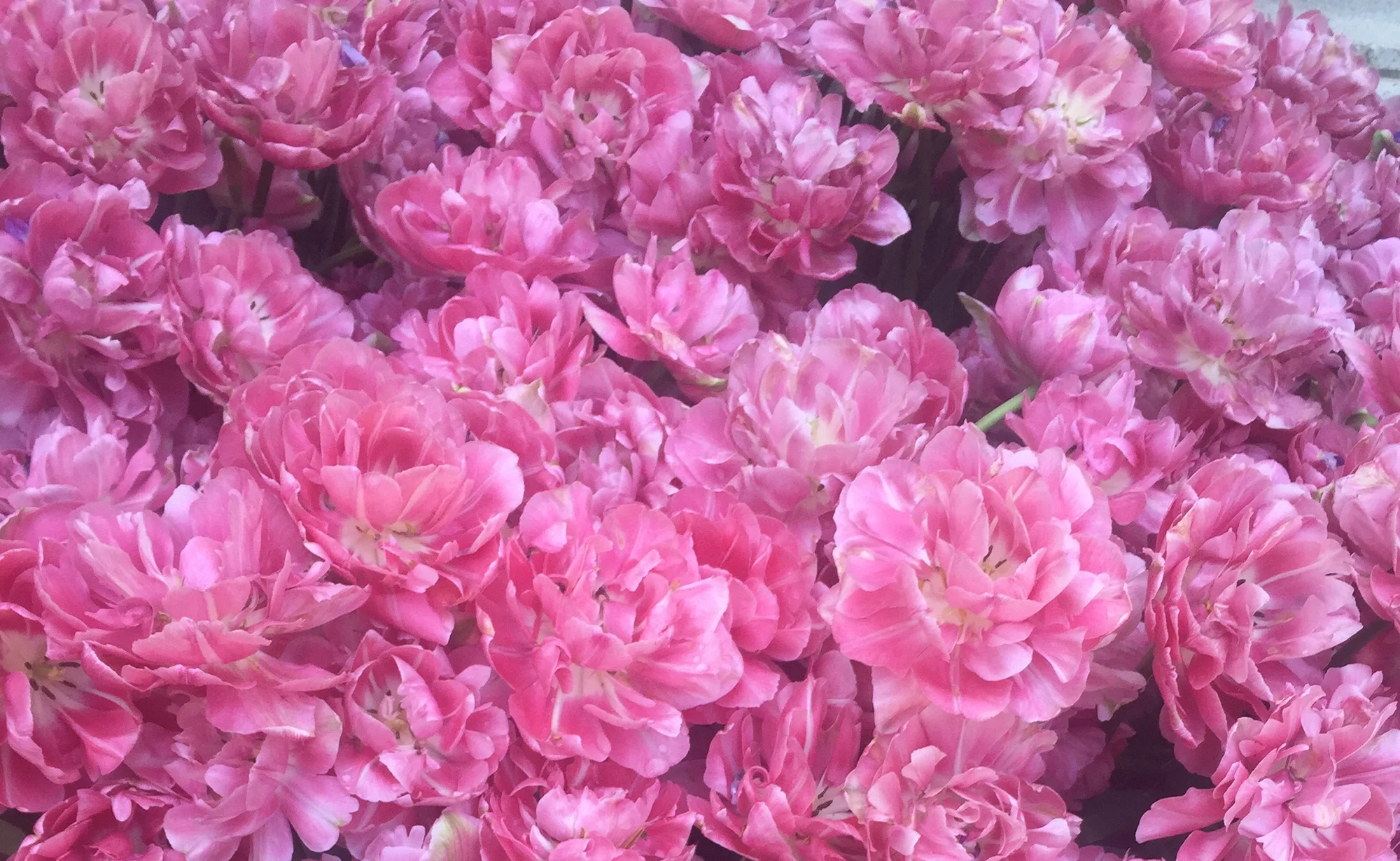 tulips-for-banner-edit.jpg