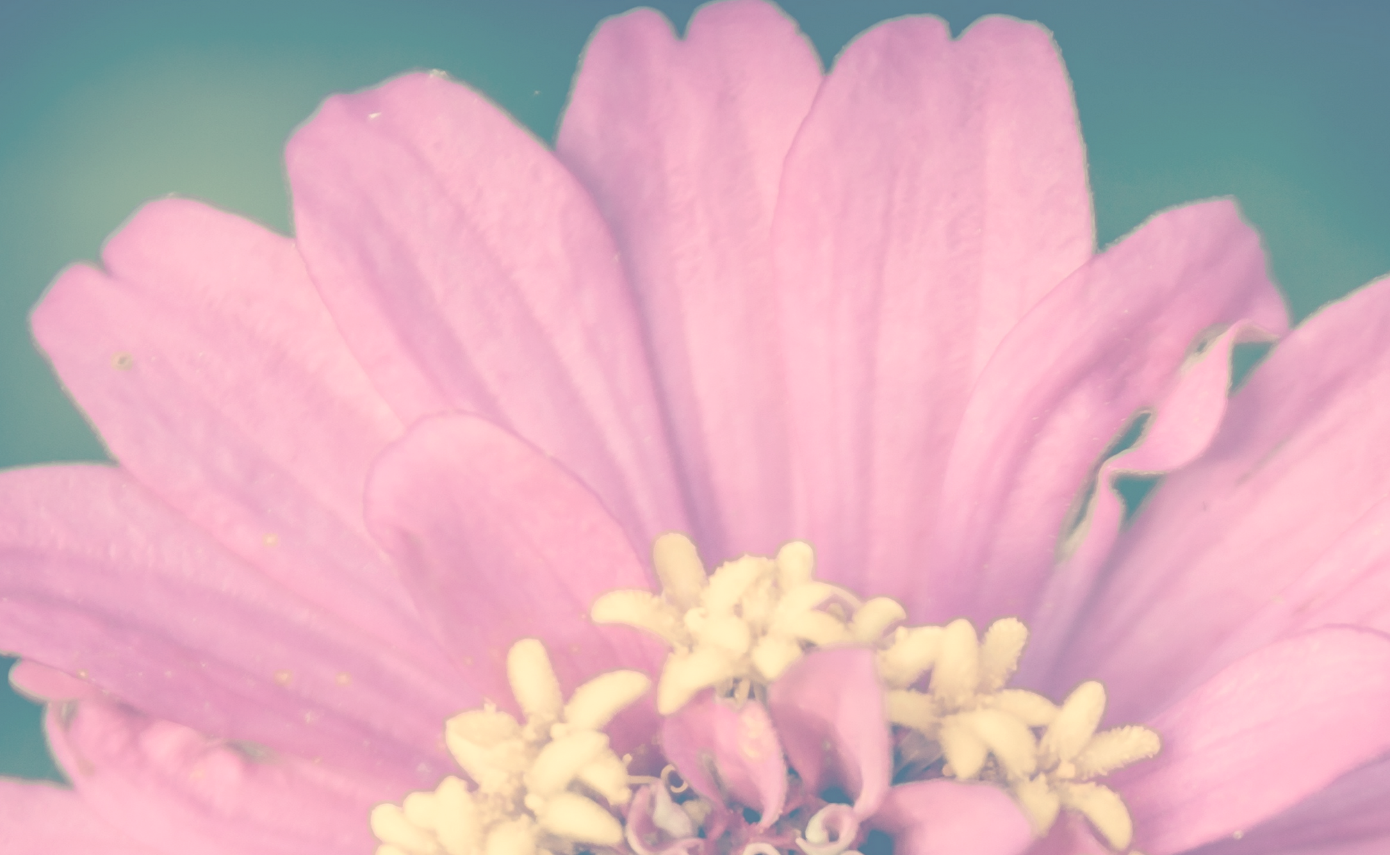 pink-flower-detail-banner.png
