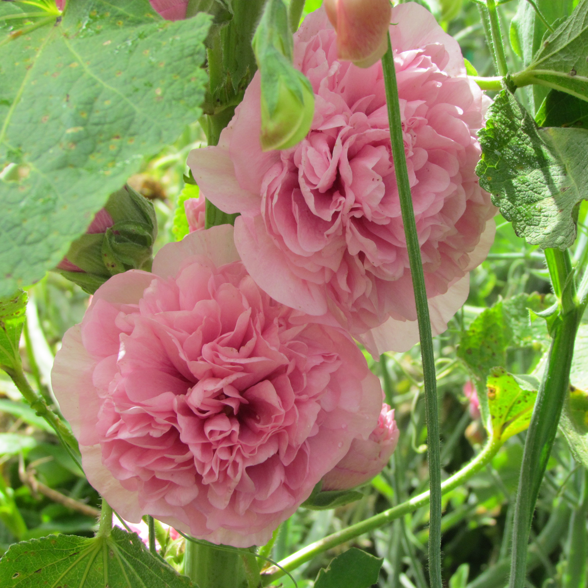 Flowers of the Woods