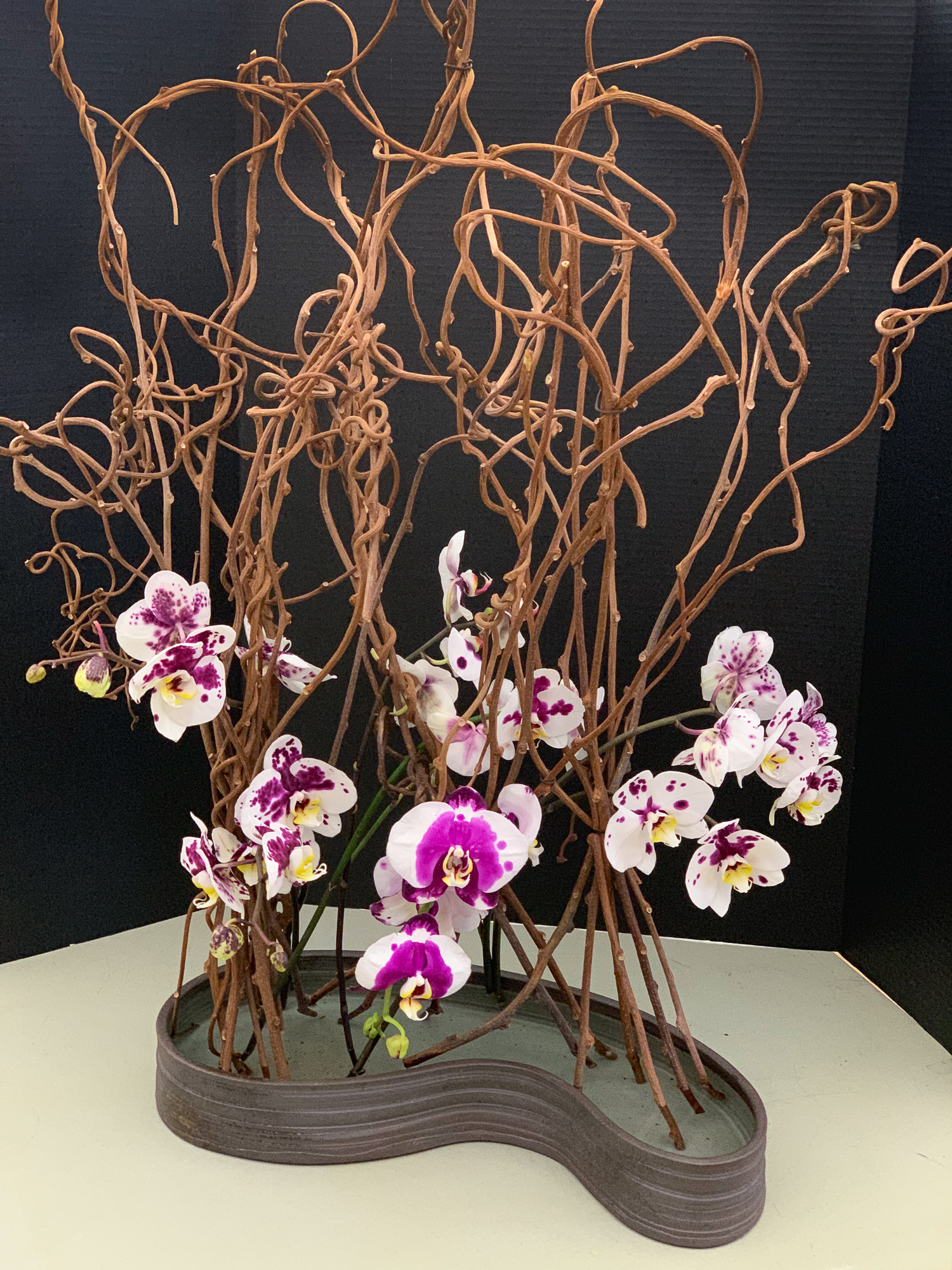 Kiwi Vine, Phalaenopsis Orchids