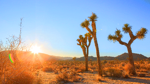 joshua-tree-1.gif
