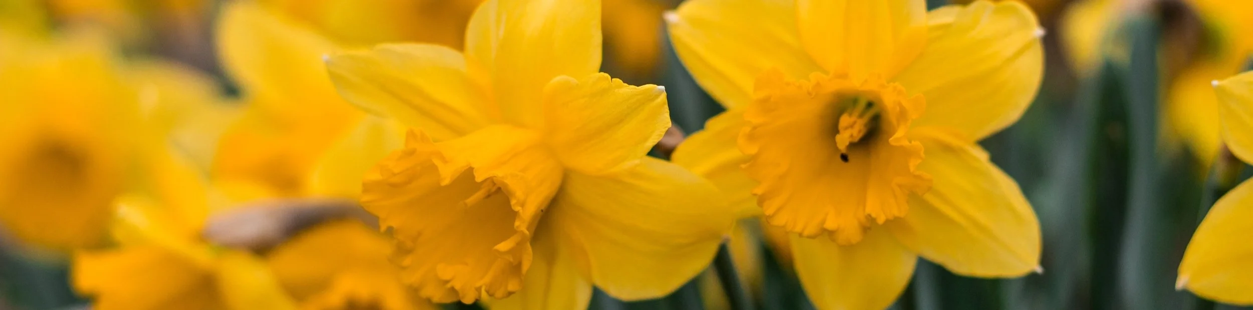 beautiful-blooming-blossom-1009681.jpg