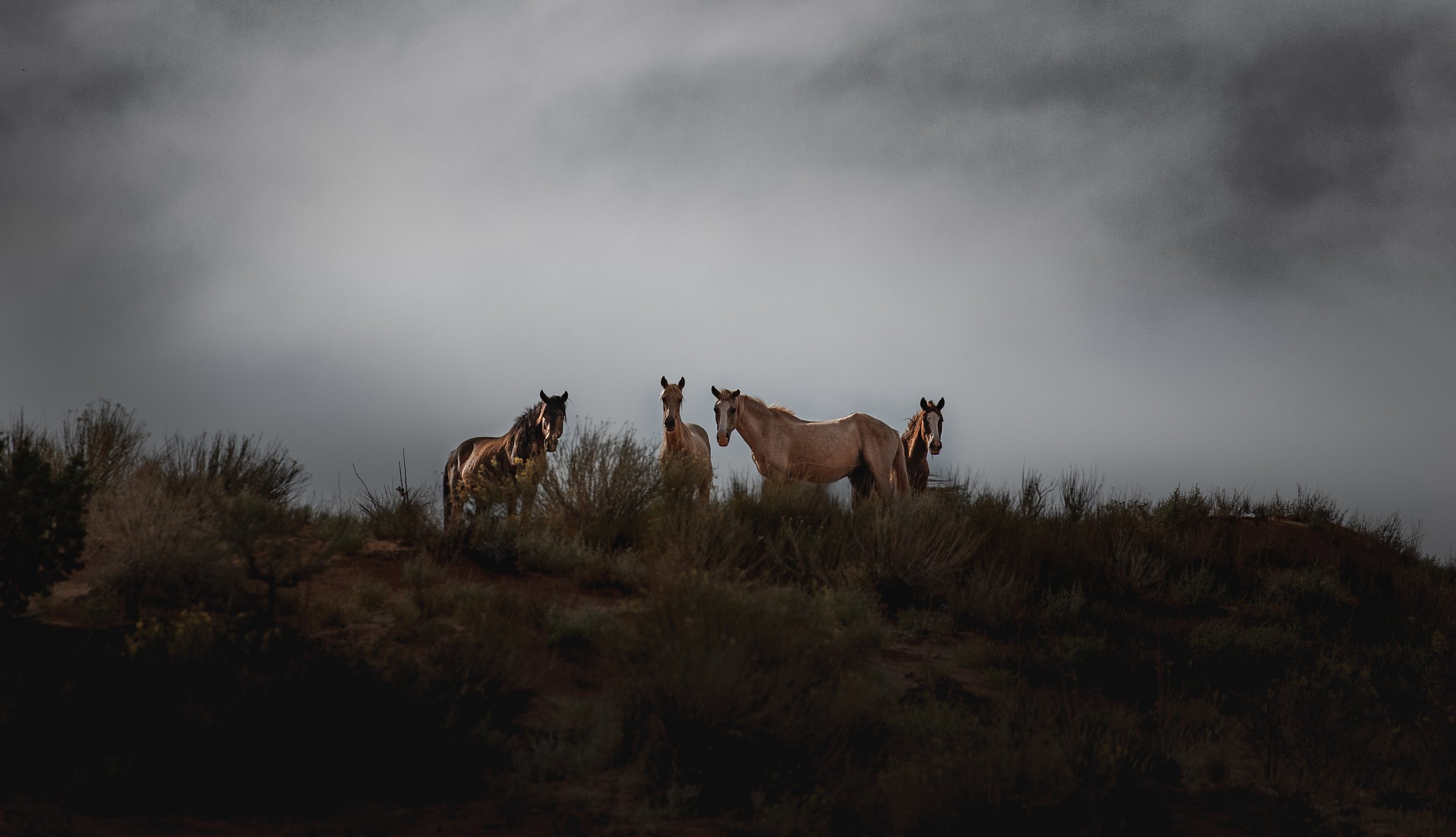  A herd of wild horses peer at us over a ridge at one of the local water collection areas. When Effie collects water for her livestock, she will also make sure these wild herds get water too.  