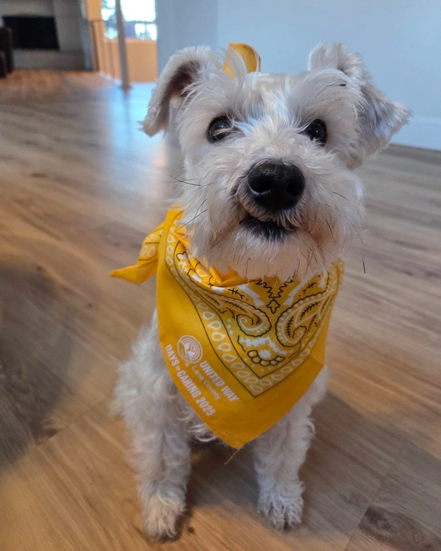 Our newest (and cutest!) supporter, Potter, loves his United Way bandana! 🐾We love seeing photos of your fluffy friends showing their support - be sure to tag us or send it to us at marketing@unitedwaylane.org for a chance to be featured!

#UnitedIs