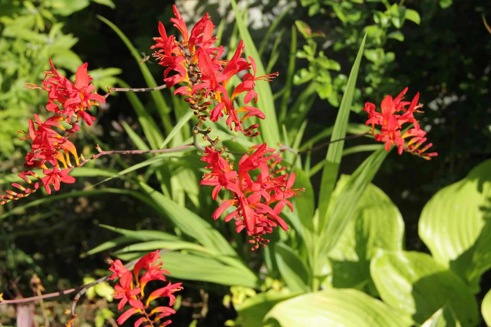 Planting services Aviemore 