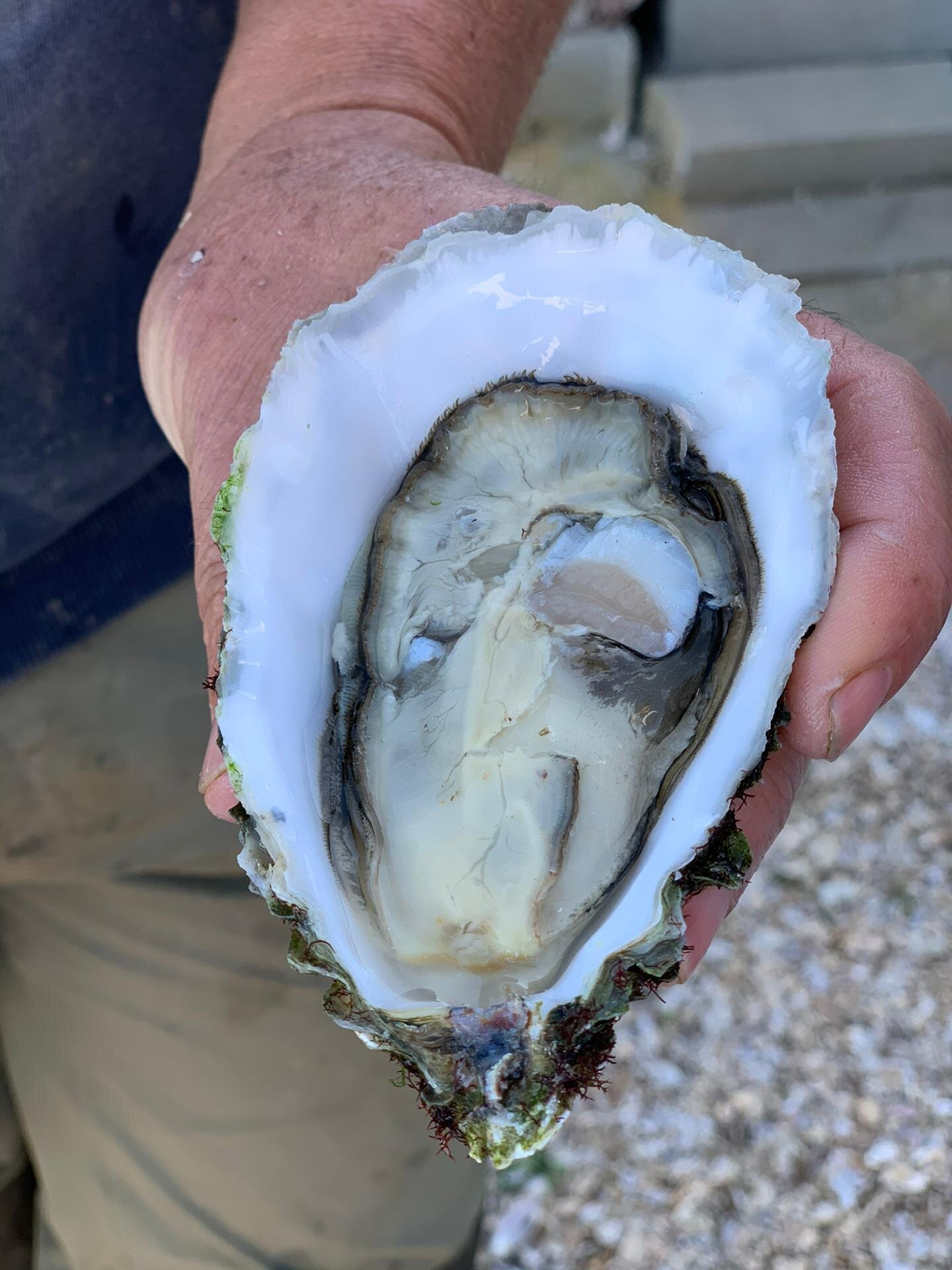 Oyster picking portimao 6.jpg
