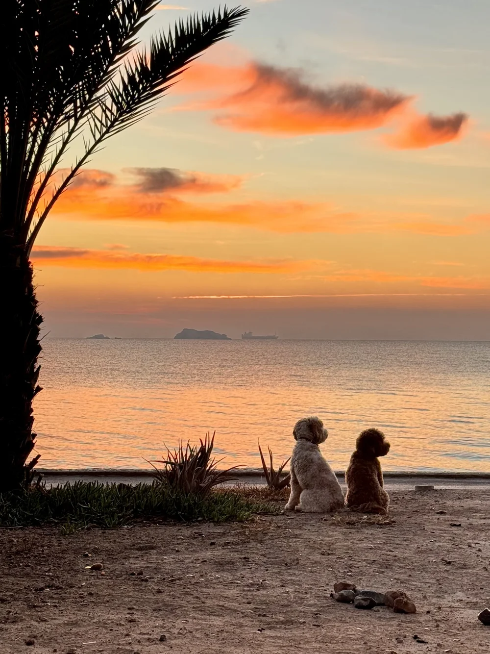 Hudson &amp; Harlow by Ferry Loeve