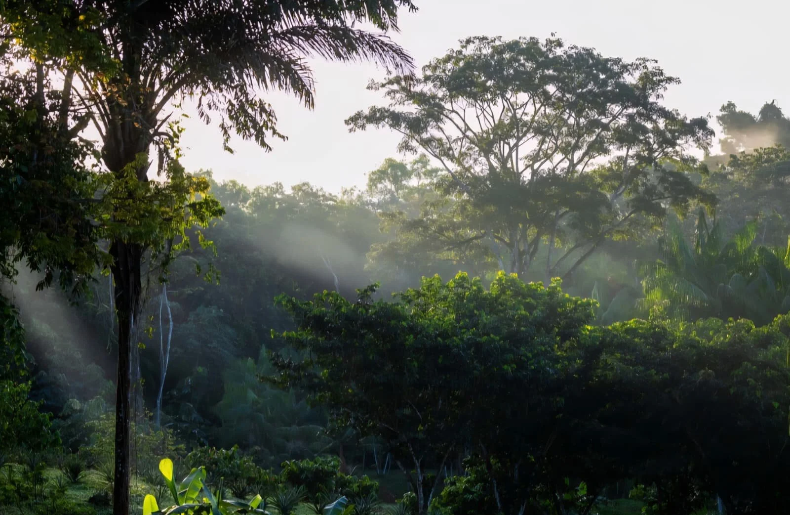 Capturing The Beauty of The Amazon | Suriname