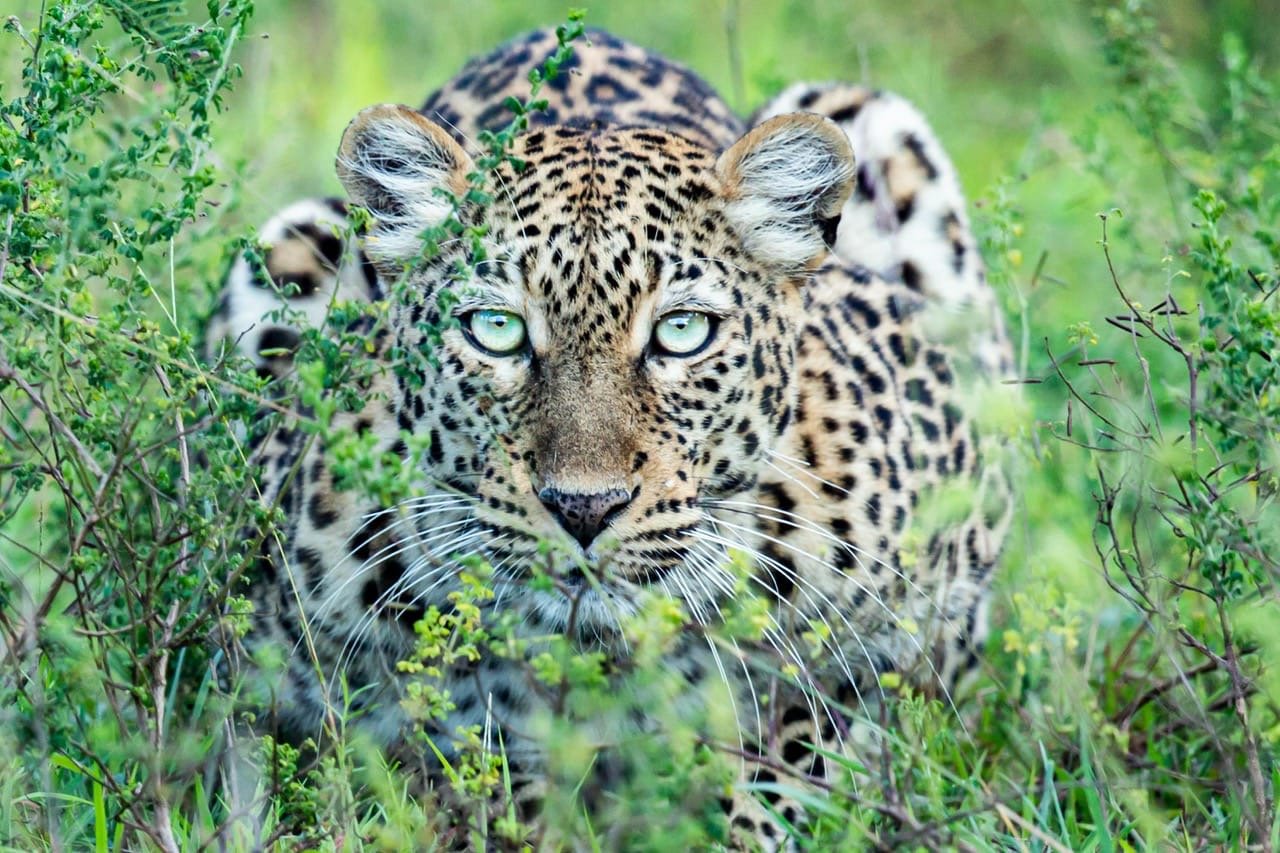 Best Safari Stays for Photographing the Big Five in Rwanda