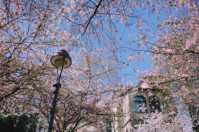 .
.
2/2🌸Pink Bonn
.
How come the weather in London always like 💩??😫😫😫#Heerstrasse#cherryblossom#bonn