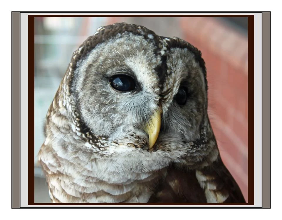CANCELLED Backyard Birds Hosts Carolina Raptor Center